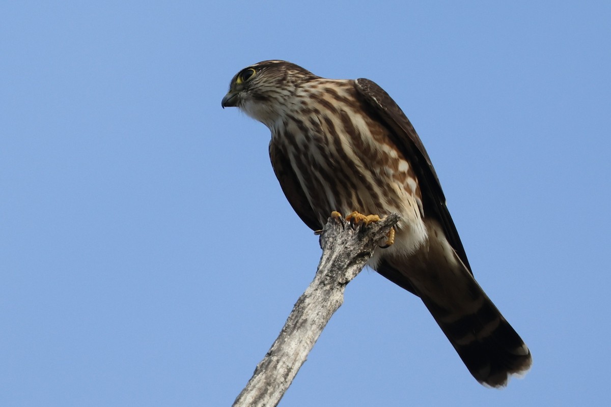 Merlin - ML646538419