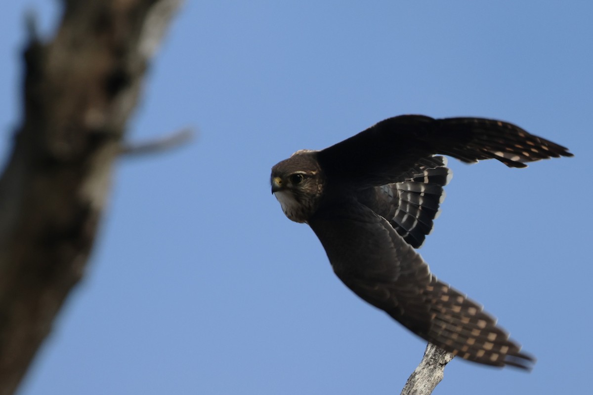 Merlin - ML646538420