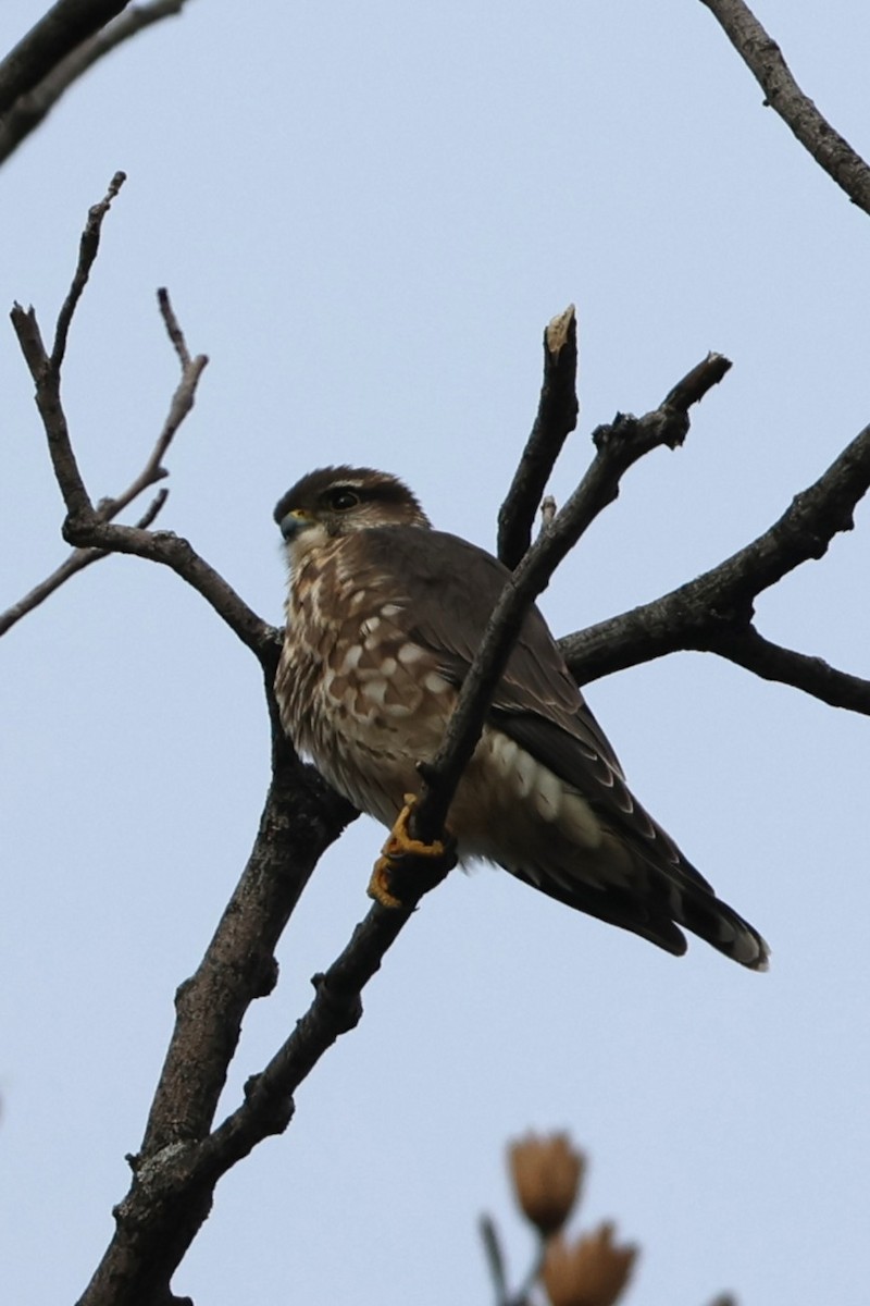 Merlin - ML646538421