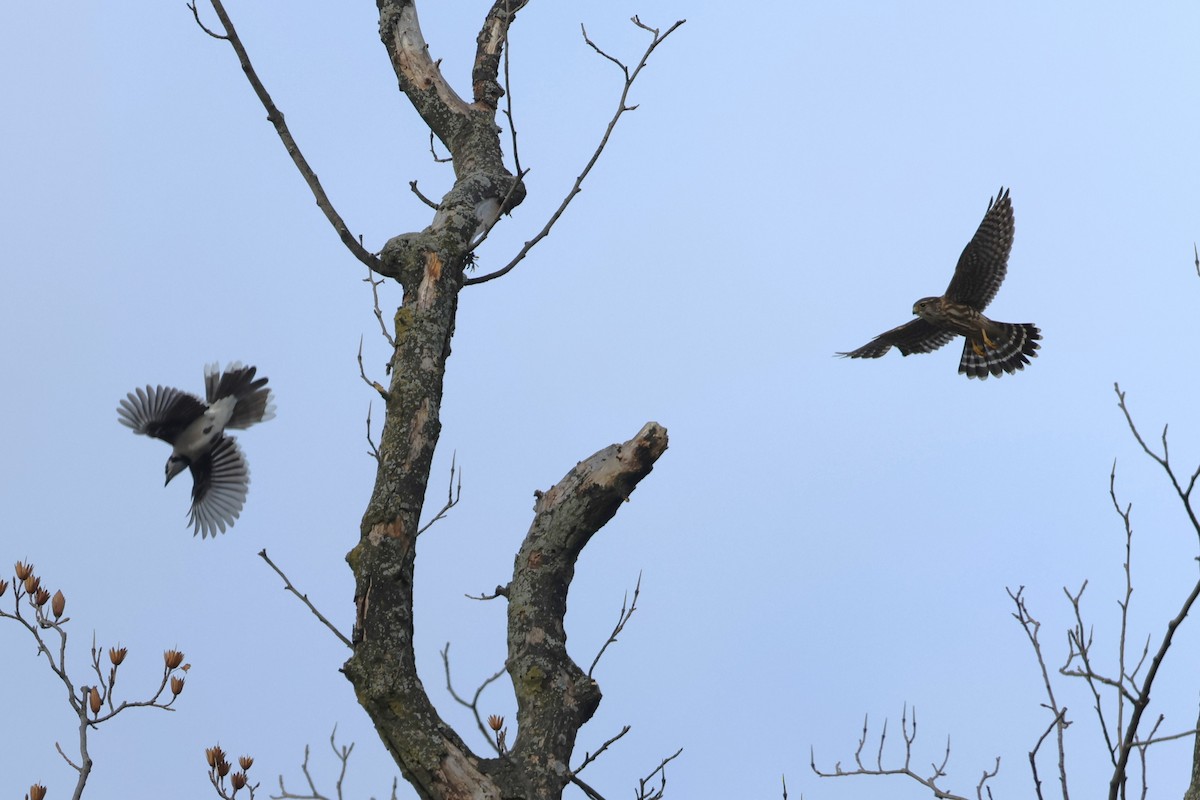 Merlin - ML646538422