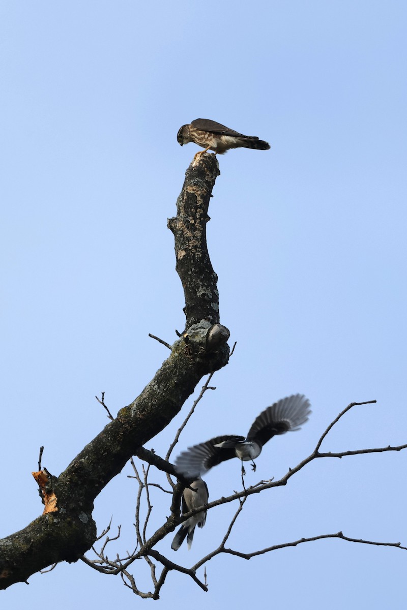 Merlin - ML646538423