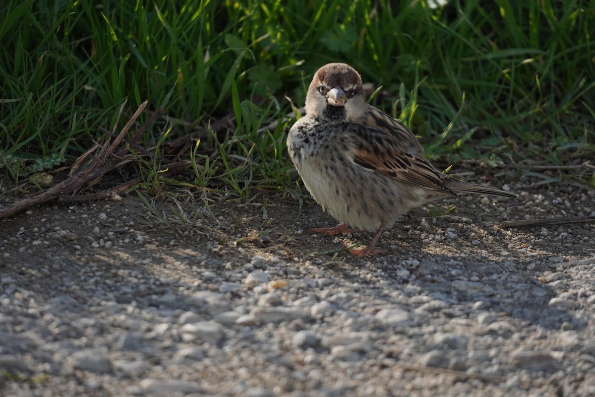 Spanish Sparrow - ML646538425