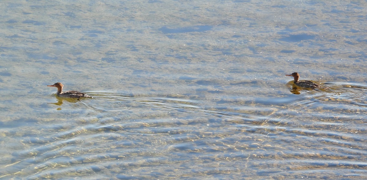 Red-breasted Merganser - ML646538428