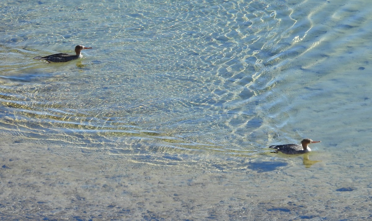 Red-breasted Merganser - ML646538429