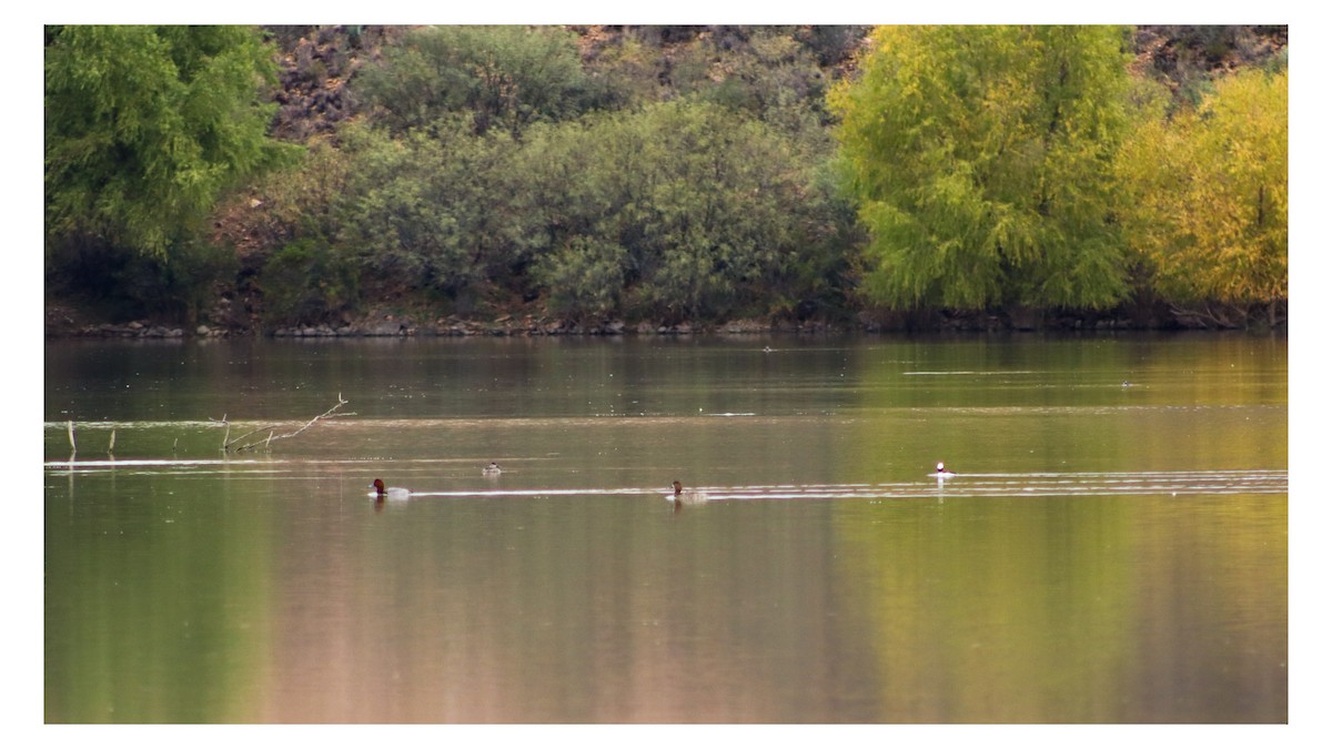 Redhead - ML646538430