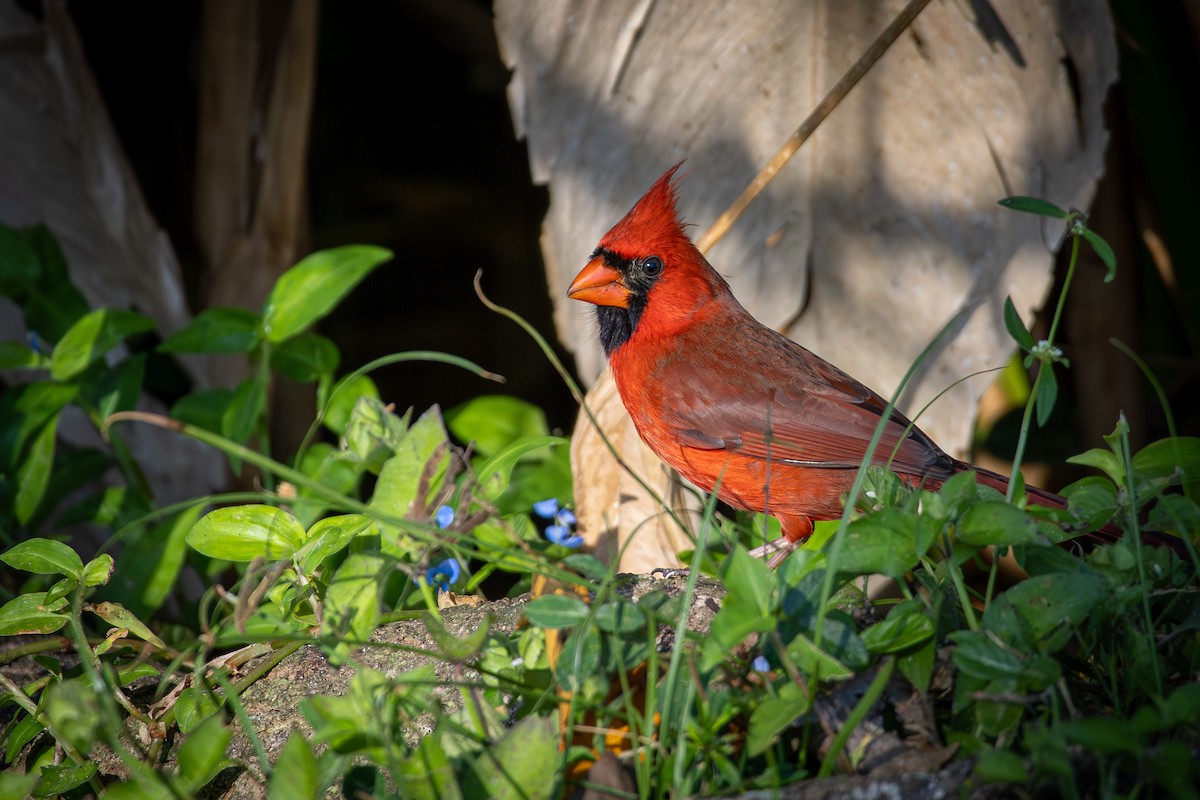 Northern Cardinal - ML646538434