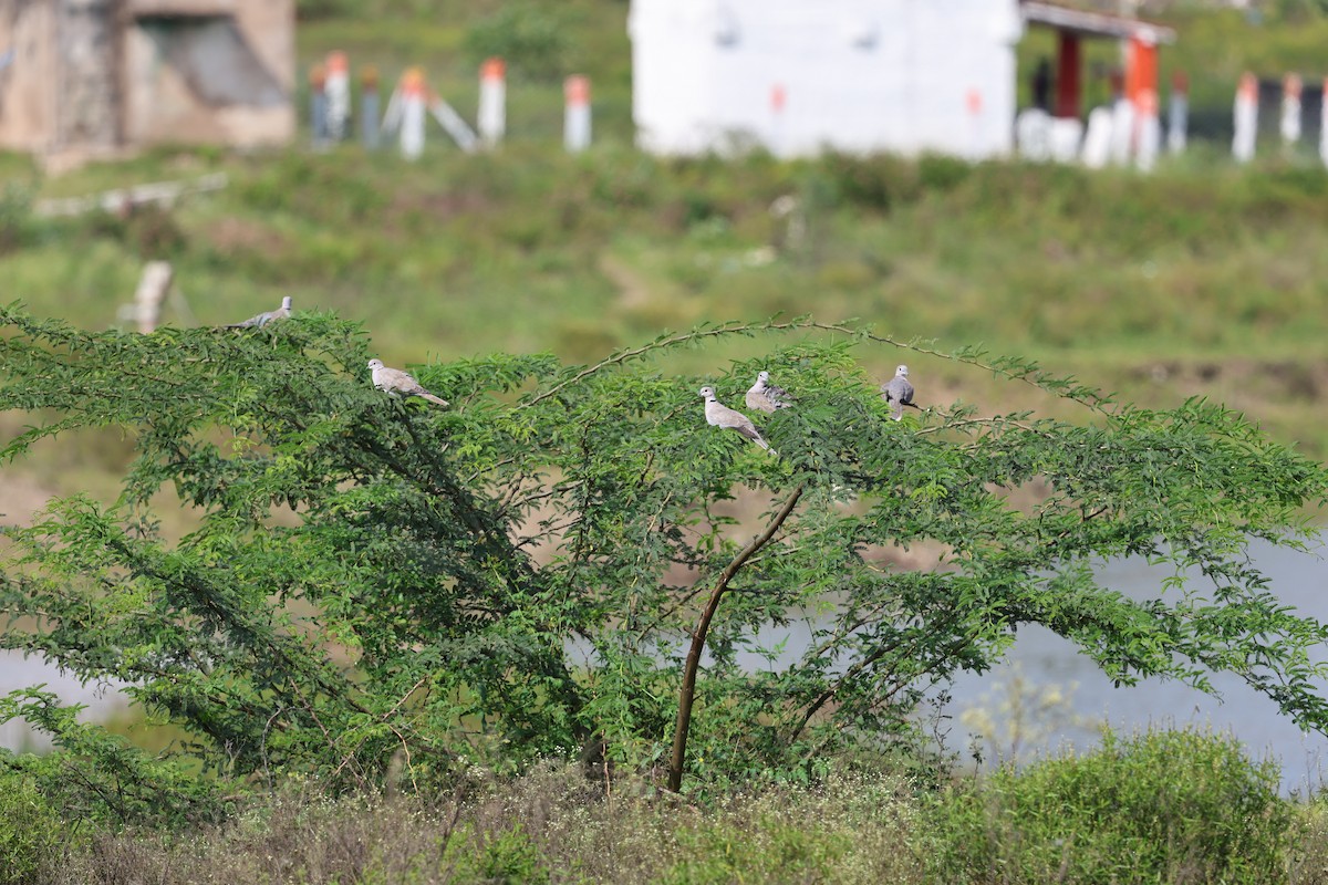 Eurasian Collared-Dove - ML646538437