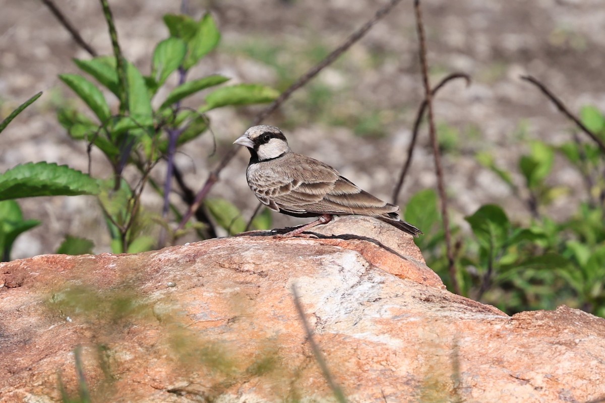 Ashy-crowned Sparrow-Lark - ML646538446