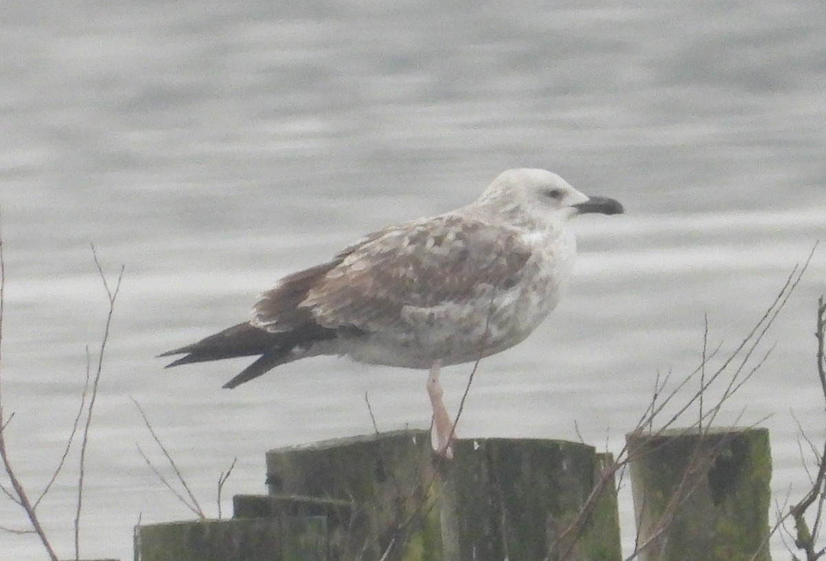 Caspian Gull - ML646538447