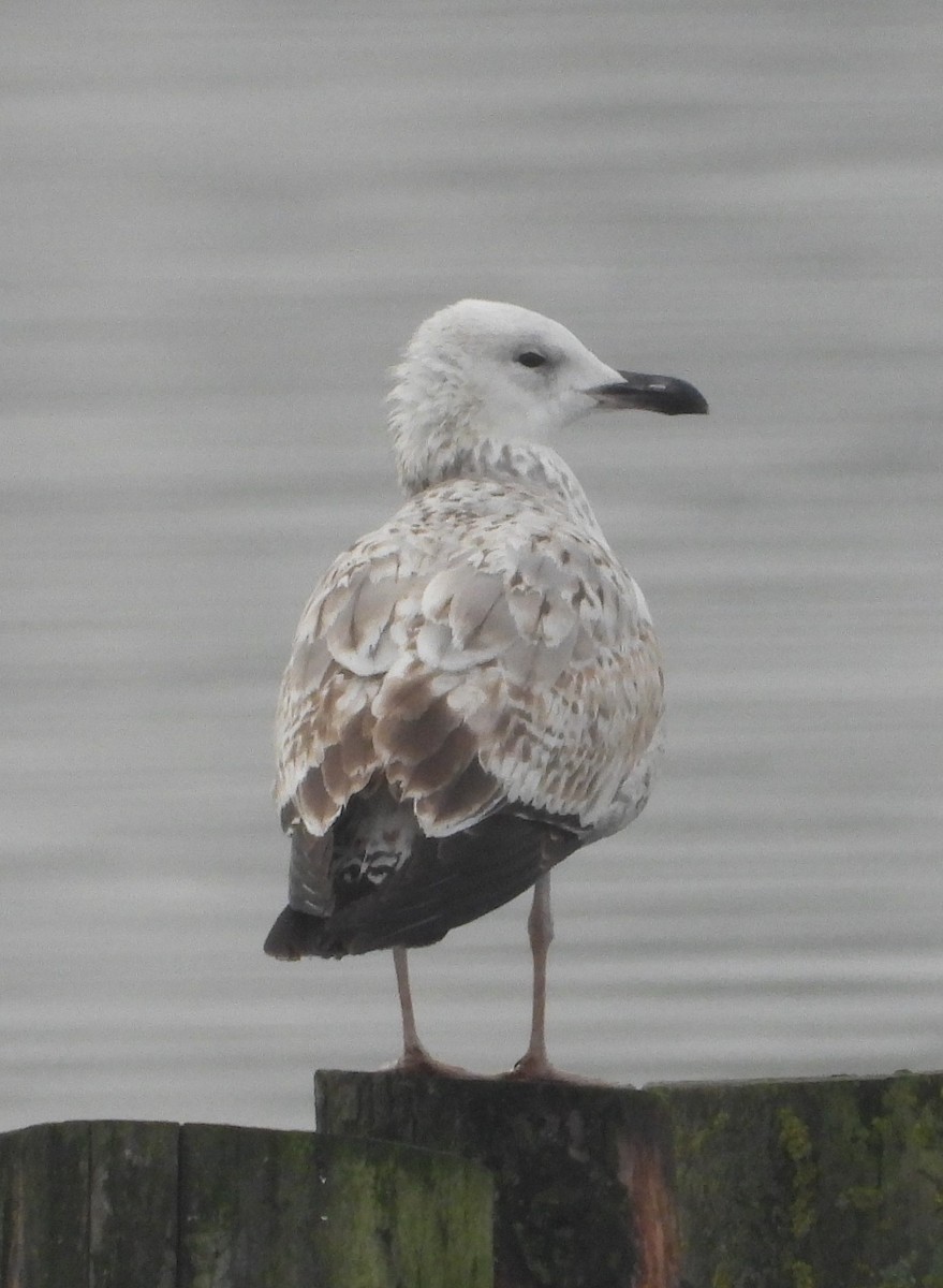 Caspian Gull - ML646538448