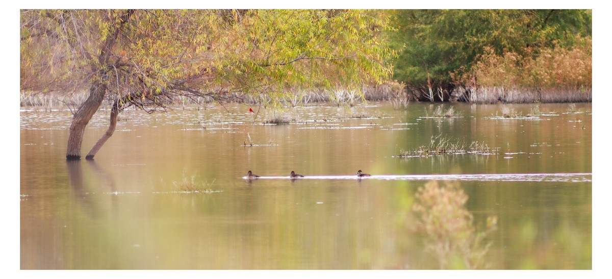 Ring-necked Duck - ML646538449