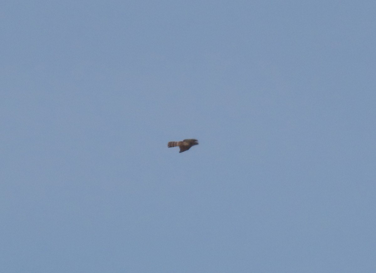 American Goshawk - ML646538451