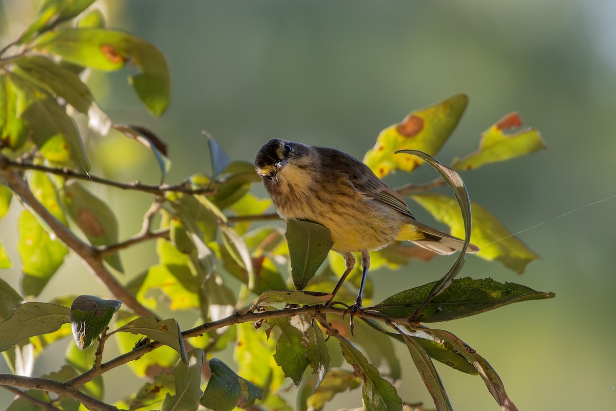 Palm Warbler - ML646538452