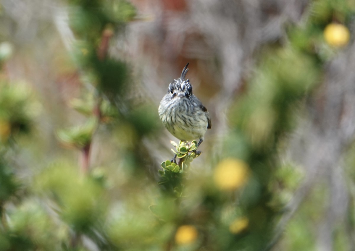 Tufted Tit-Tyrant - ML646538453