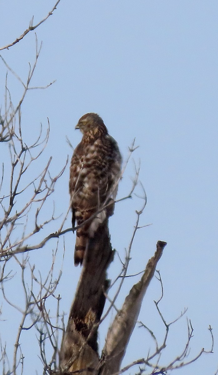 American Goshawk - ML646538454