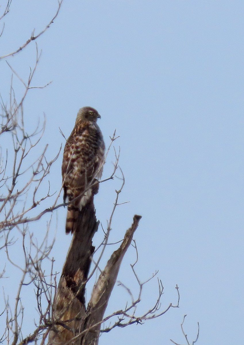 American Goshawk - ML646538455
