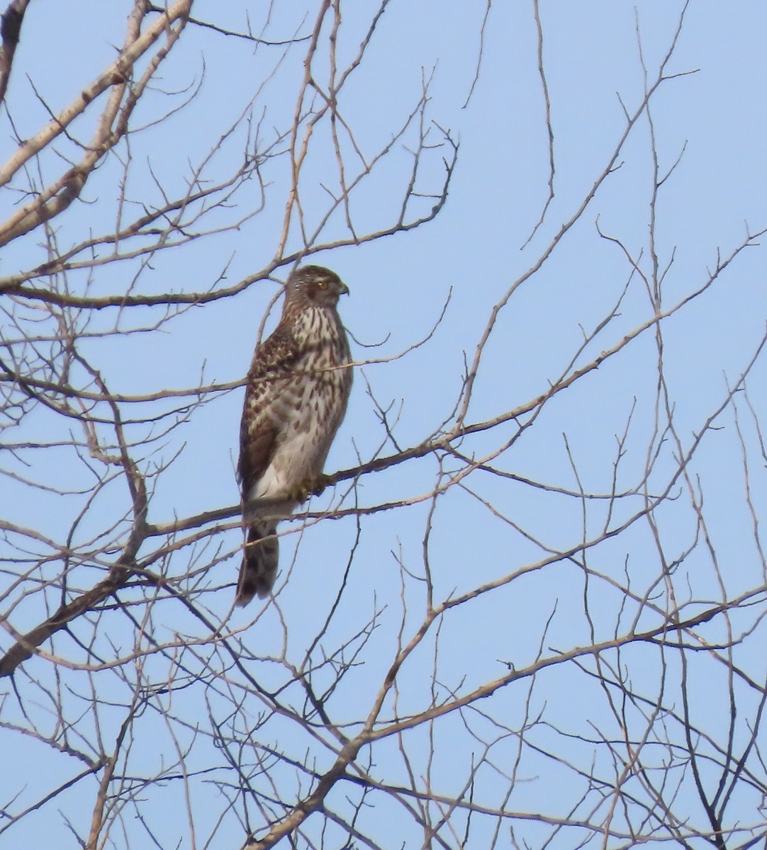 American Goshawk - ML646538457
