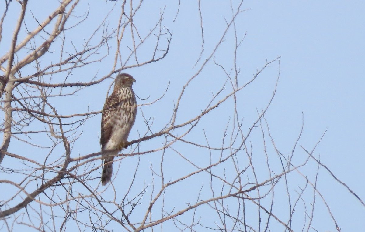American Goshawk - ML646538458