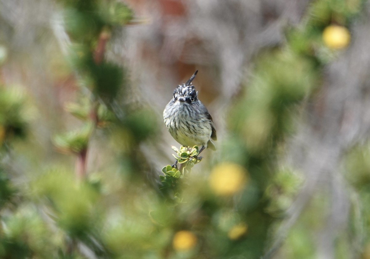 Tufted Tit-Tyrant - ML646538459