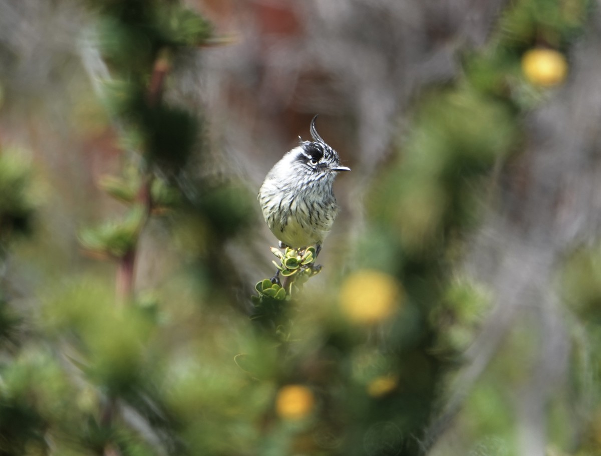 Tufted Tit-Tyrant - ML646538461