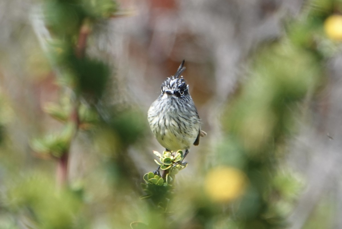 Tufted Tit-Tyrant - ML646538464