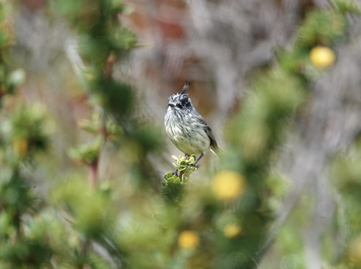Tufted Tit-Tyrant - ML646538466