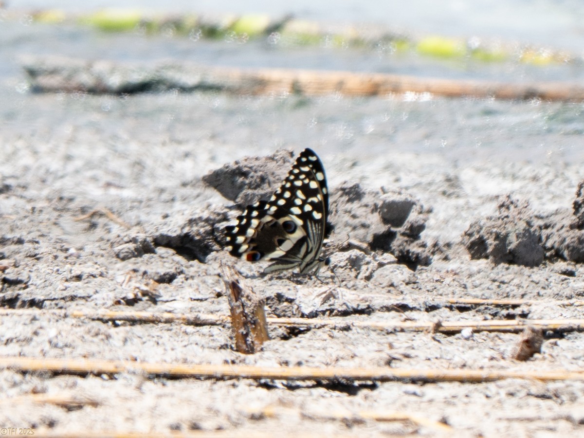 アフリカオナシアゲハ - ML646538467