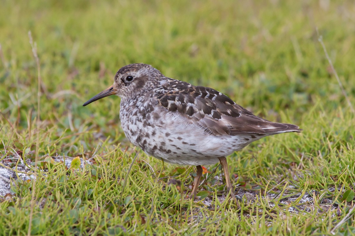 Морской песочник - ML646538470