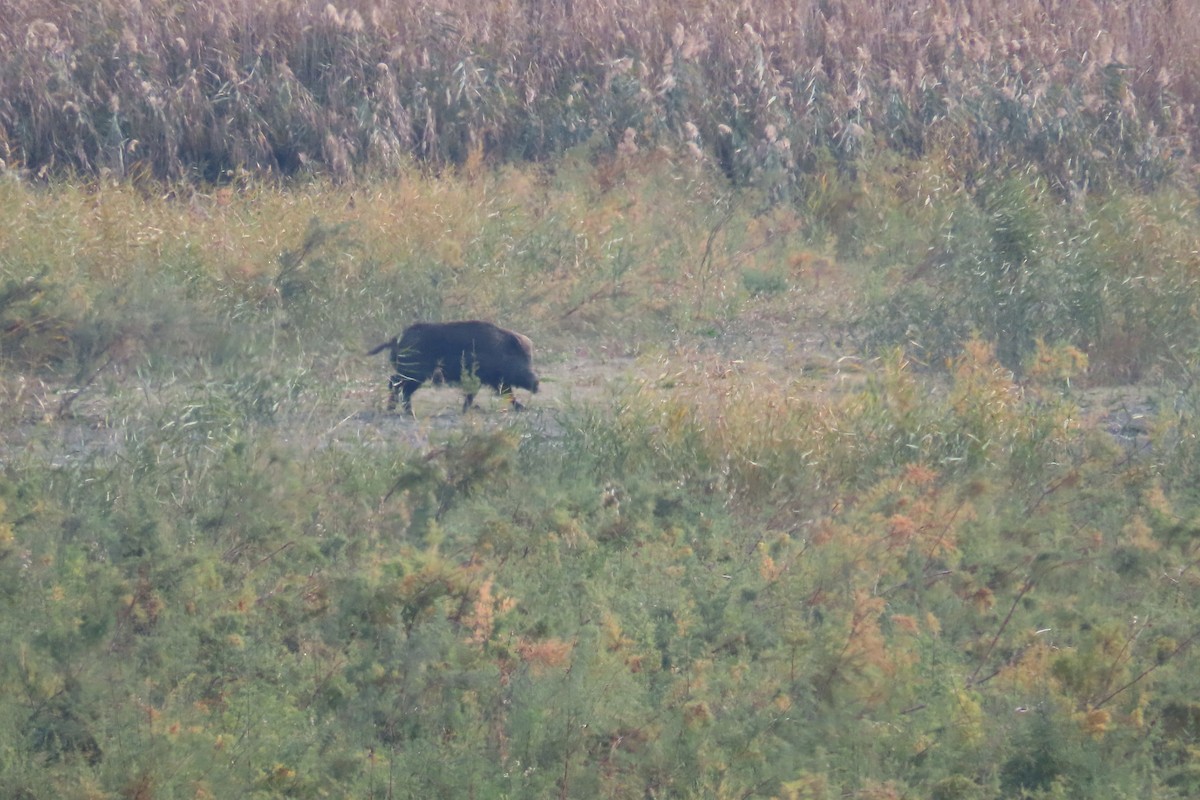 Wild Boar - ML646538471