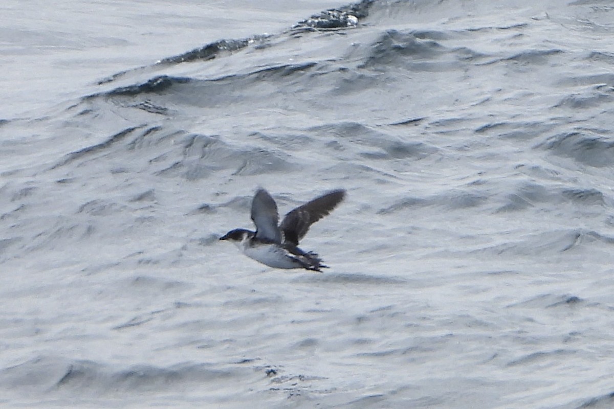 magellandykkpetrell - ML646538474