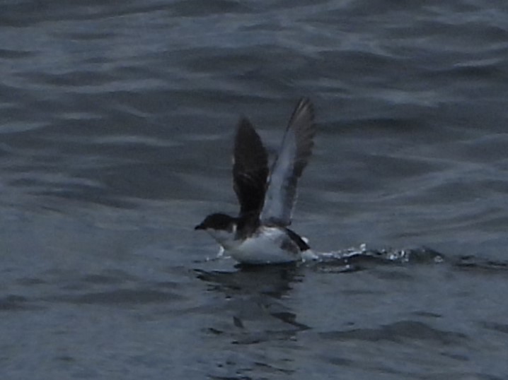 magellandykkpetrell - ML646538475