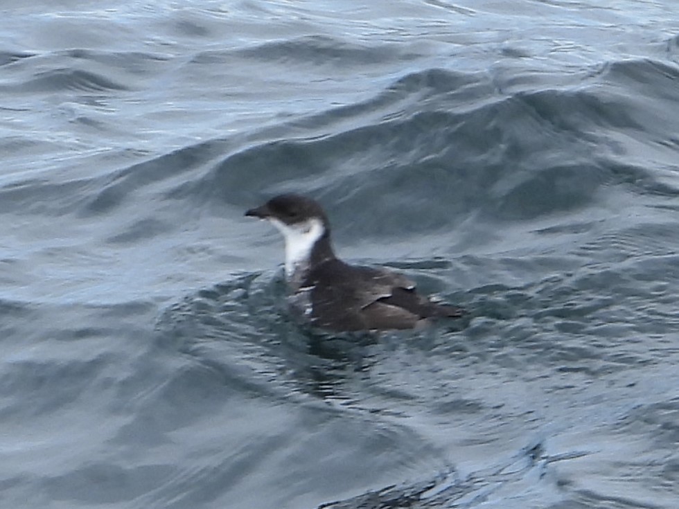 magellandykkpetrell - ML646538476