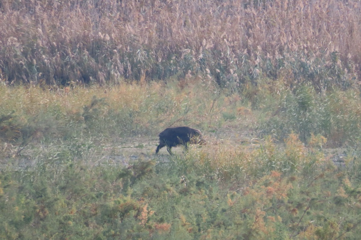 Wild Boar - ML646538477