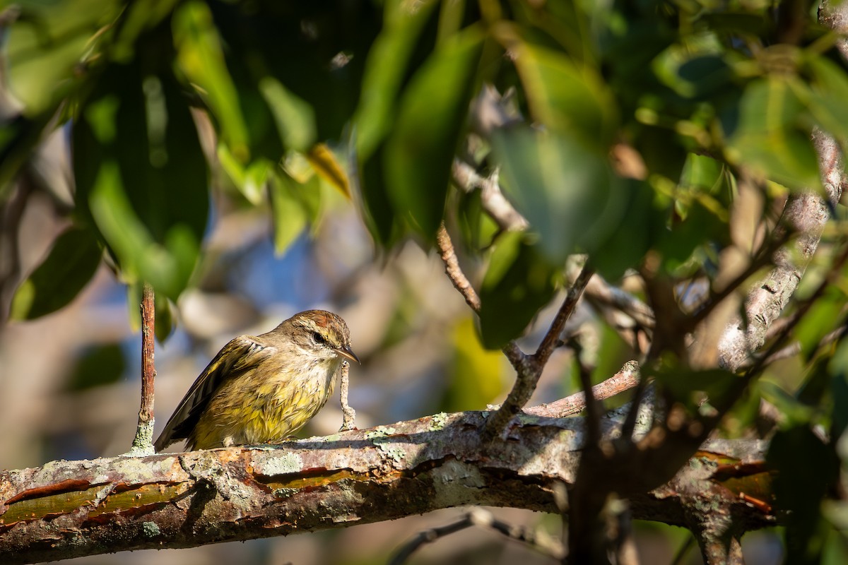 Palm Warbler - ML646538479