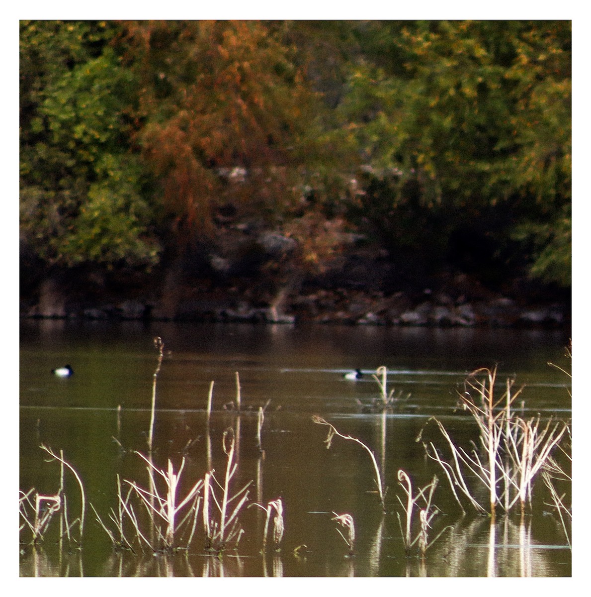Lesser Scaup - ML646538480
