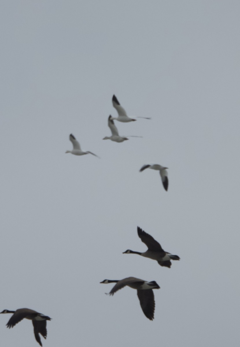 Snow Goose - ML646538481