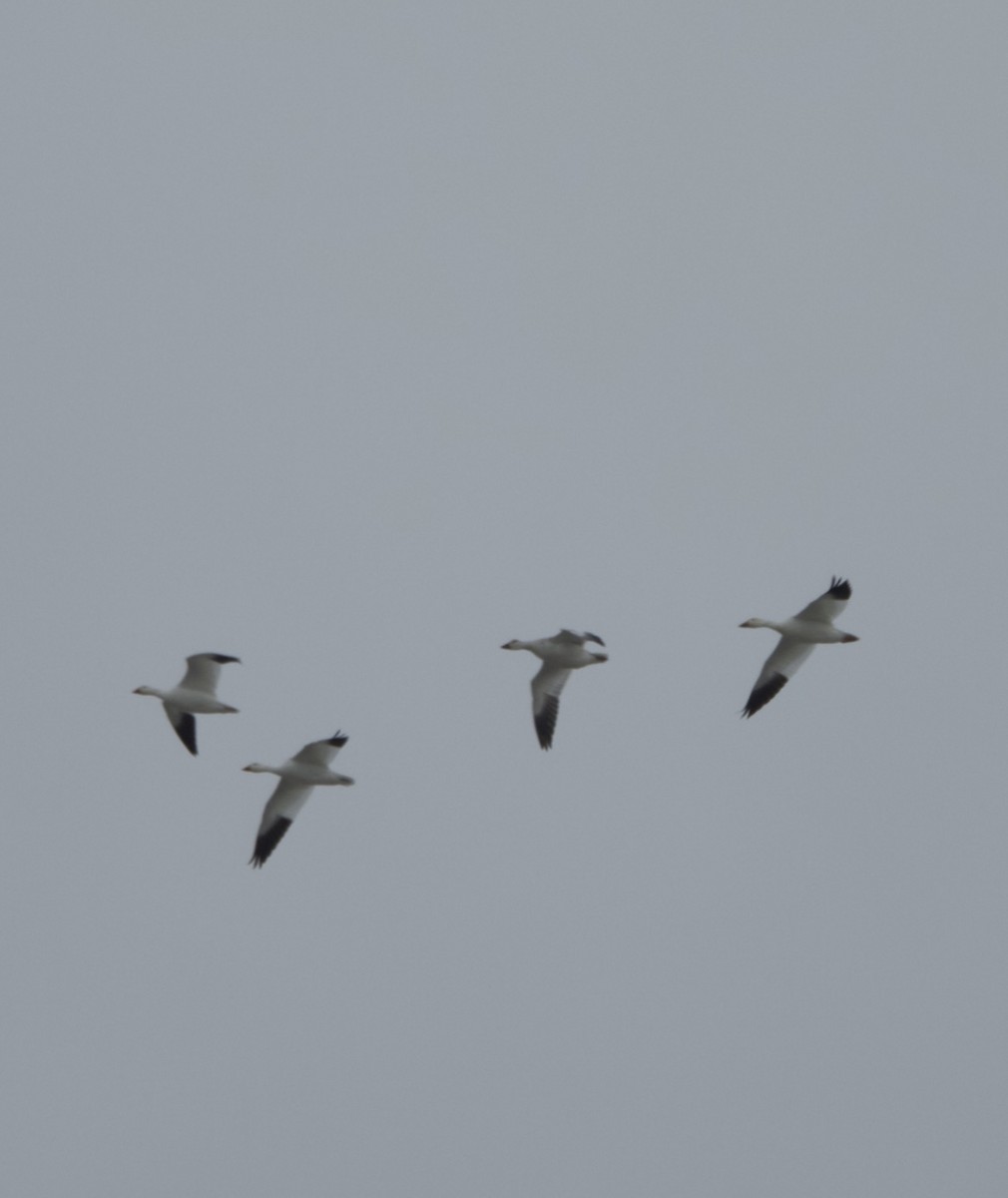 Snow Goose - ML646538482