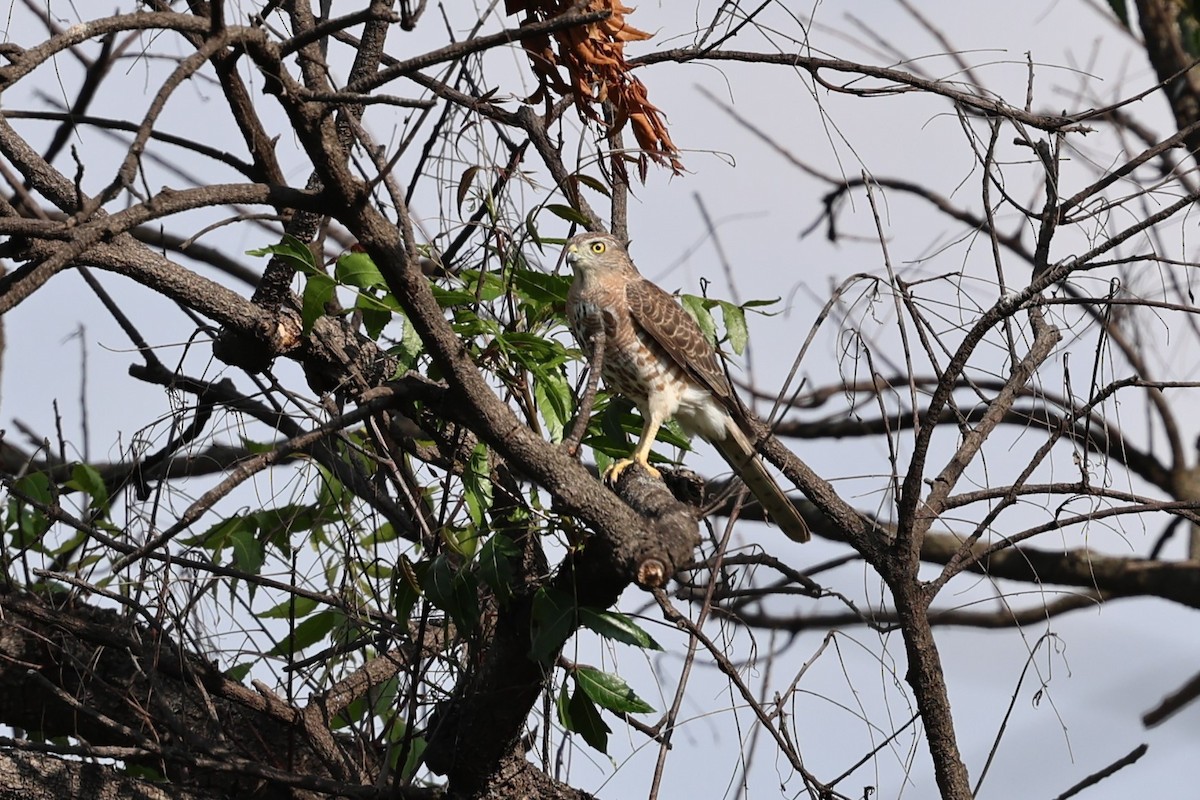 Shikra - ML646538484