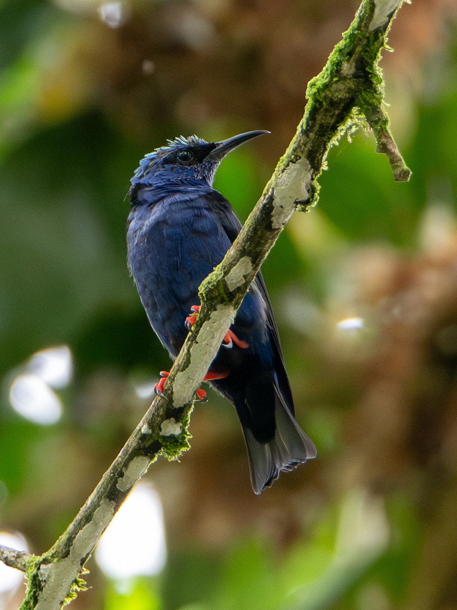 Türkisnaschvogel - ML646538487