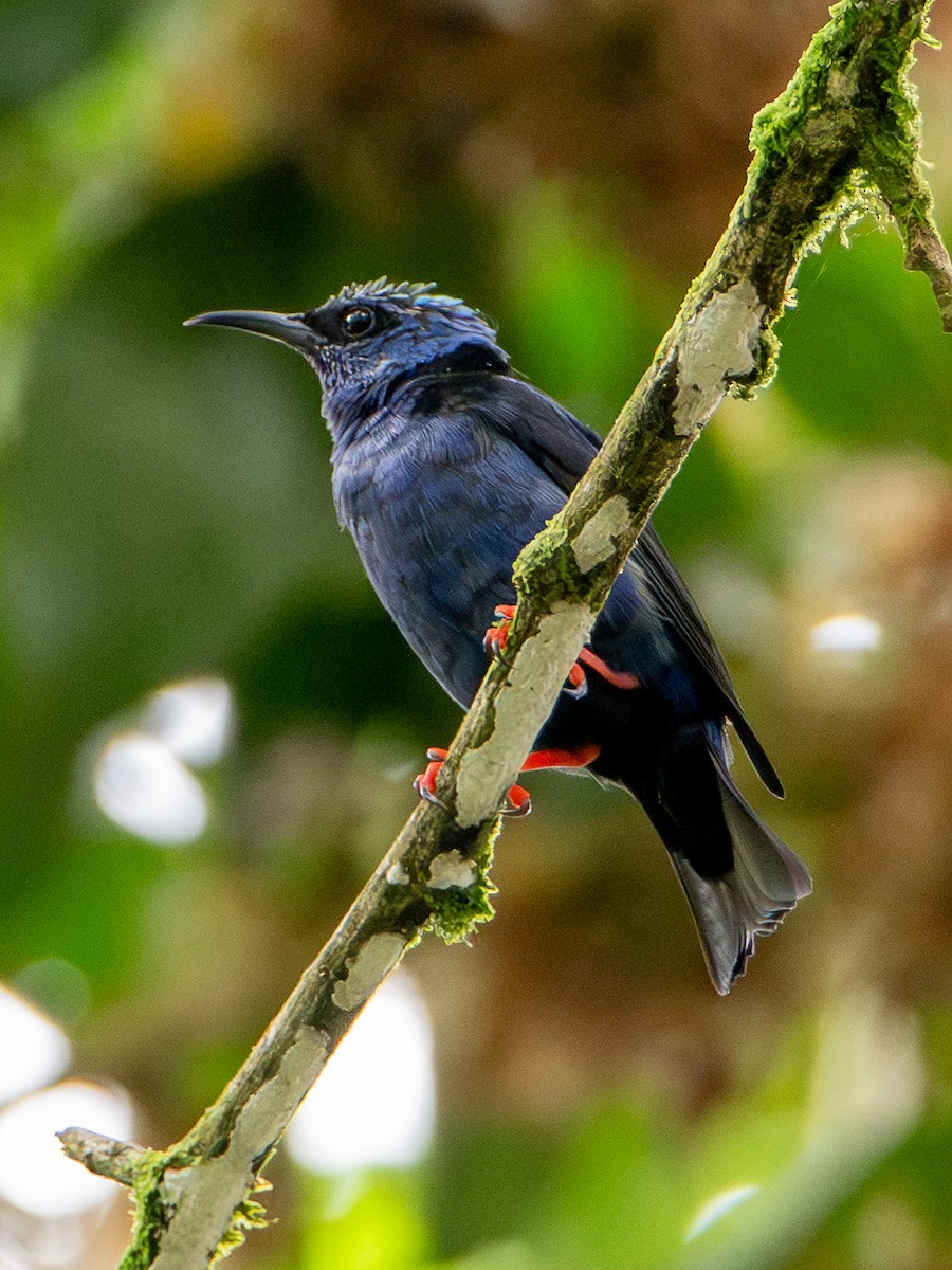 Türkisnaschvogel - ML646538488