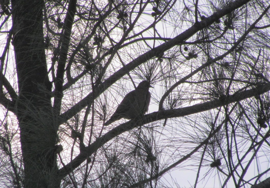 Pale-vented Pigeon - ML646538490