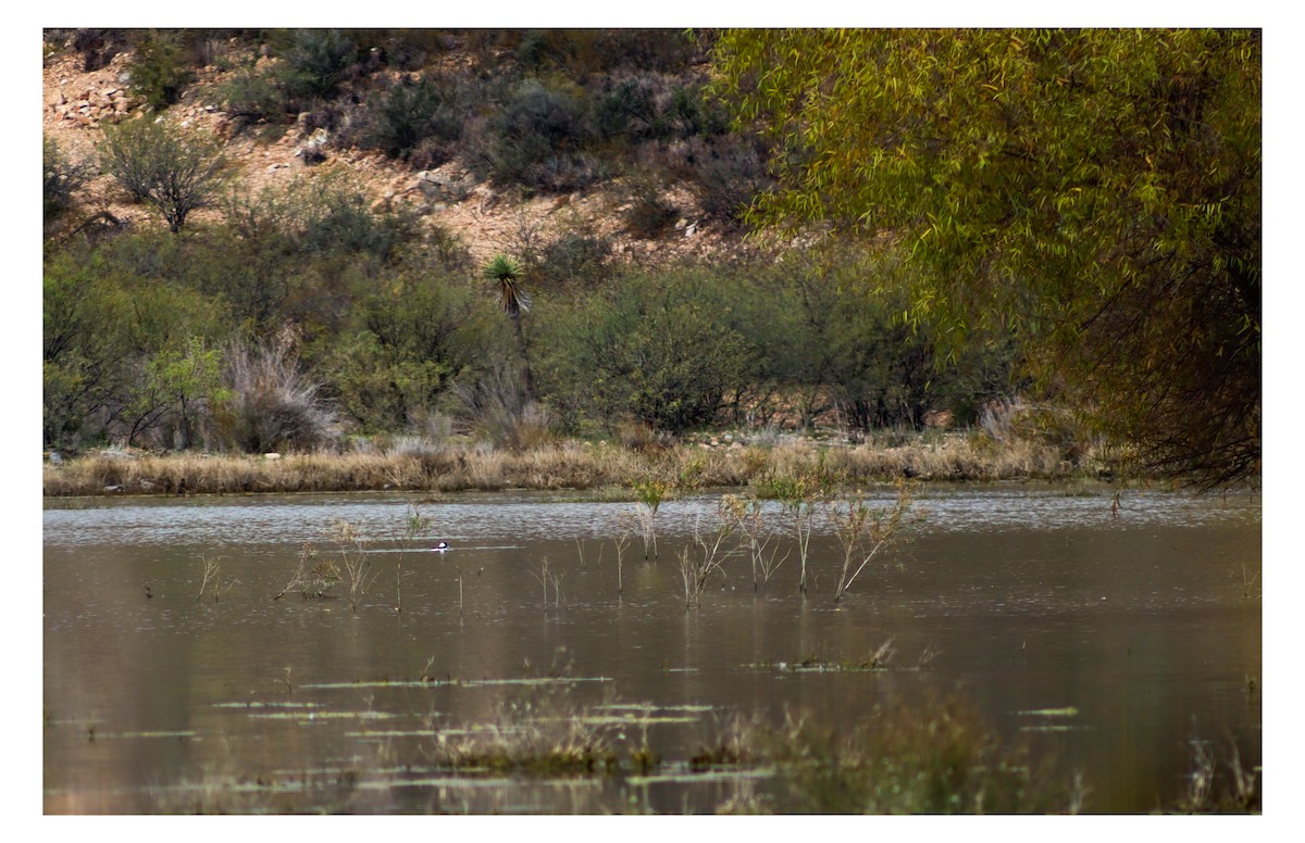Bufflehead - ML646538491