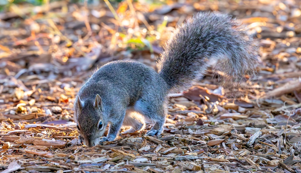 Animales - ML646538494