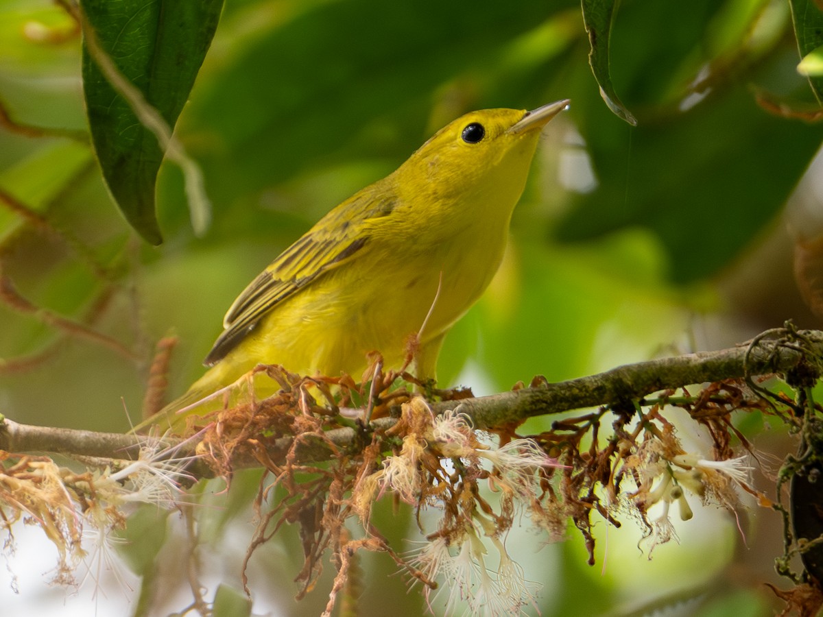 Northern Yellow Warbler - ML646538495