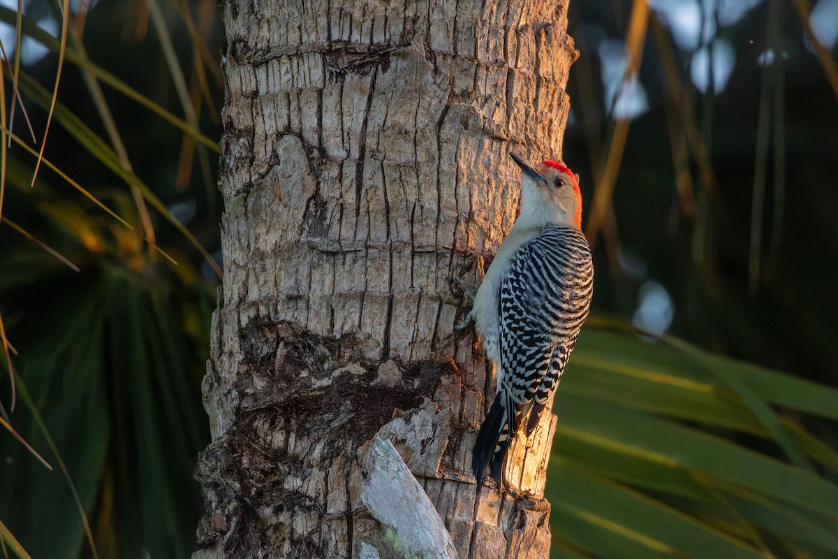Red-bellied Woodpecker - ML646538497
