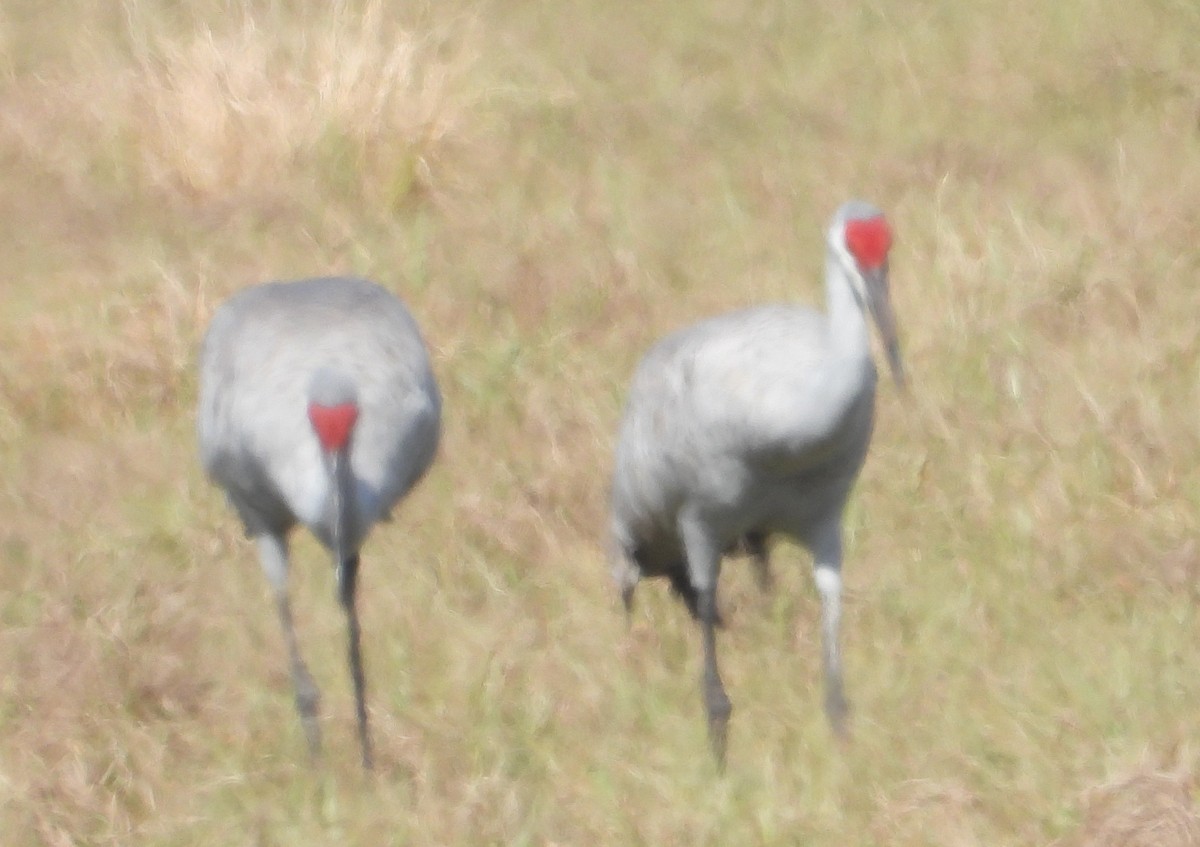 Kurrilo kanadarra - ML646538499