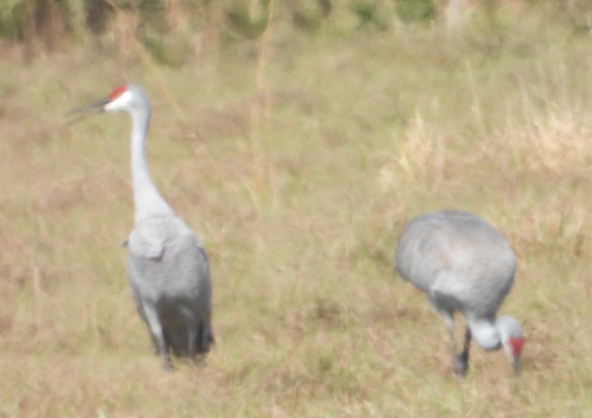 Kurrilo kanadarra - ML646538500