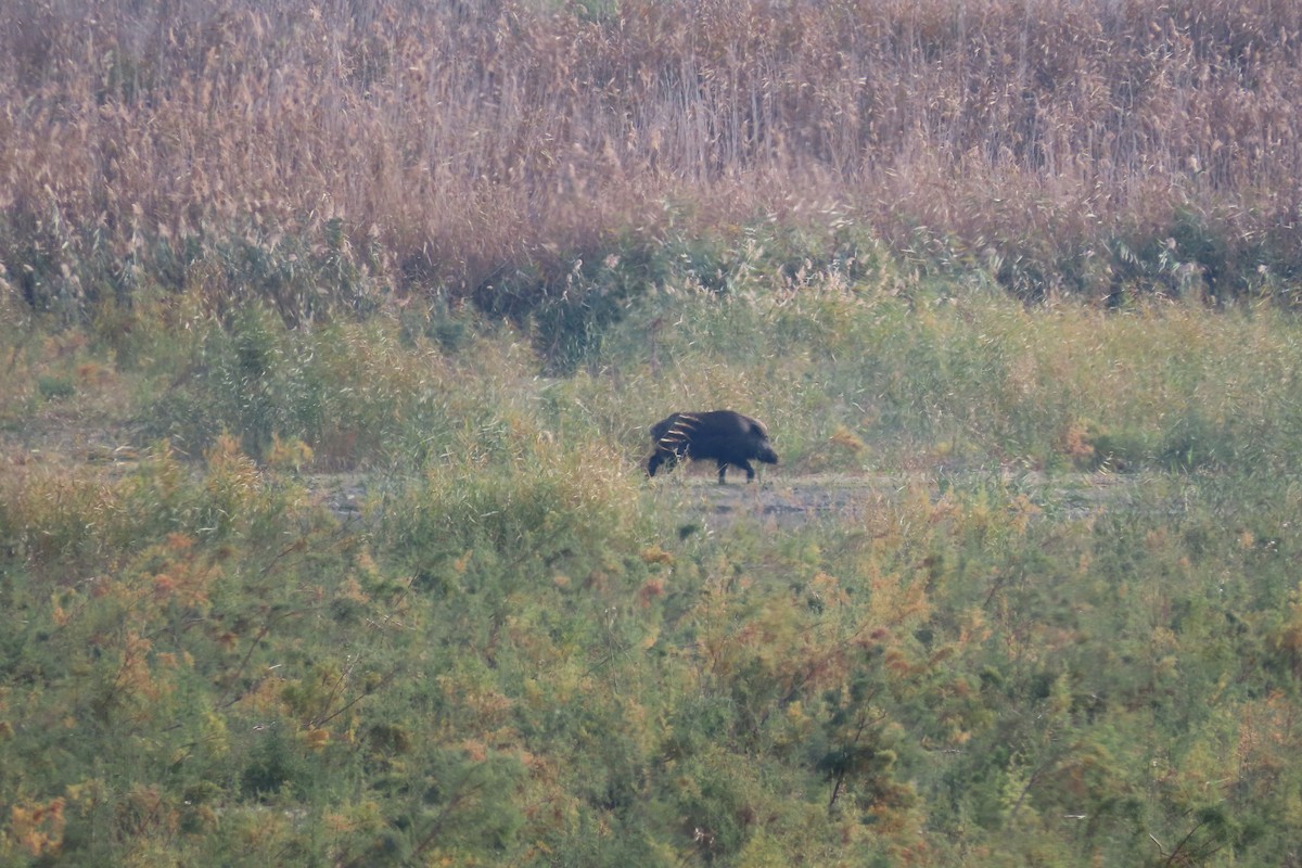 Wild Boar - ML646538503