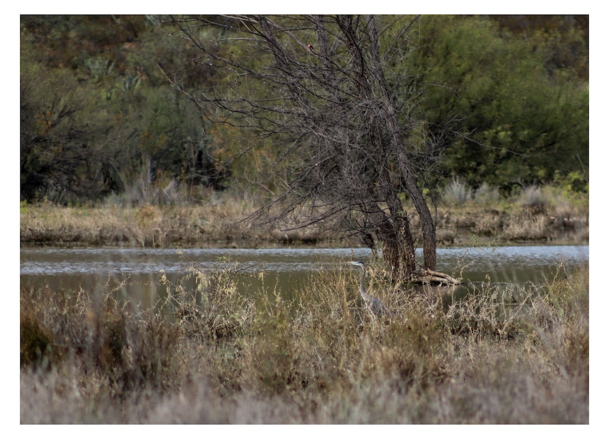 Great Blue Heron - ML646538504