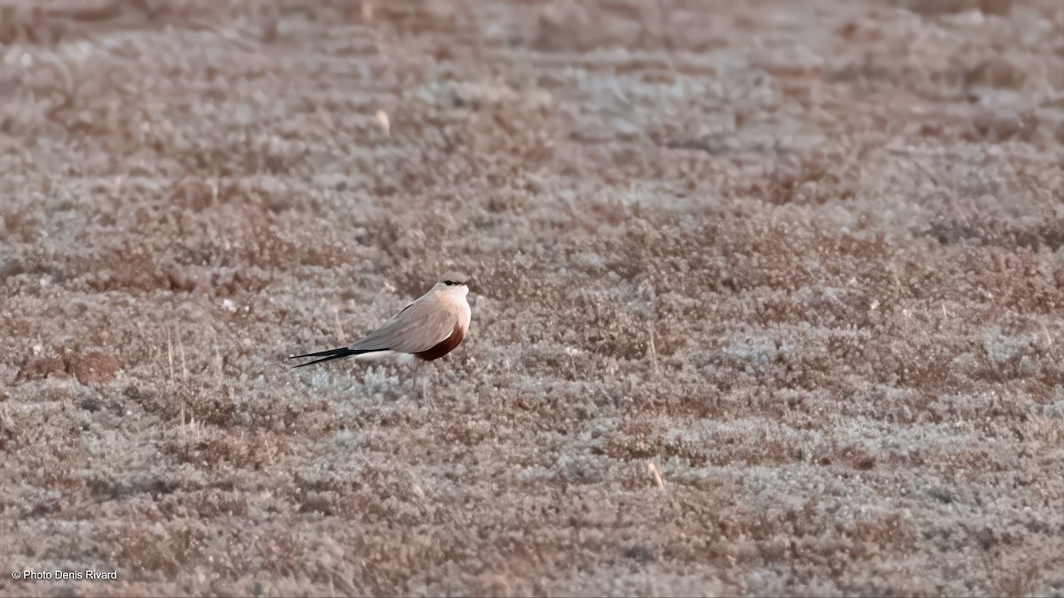 Australian Pratincole - ML646538505